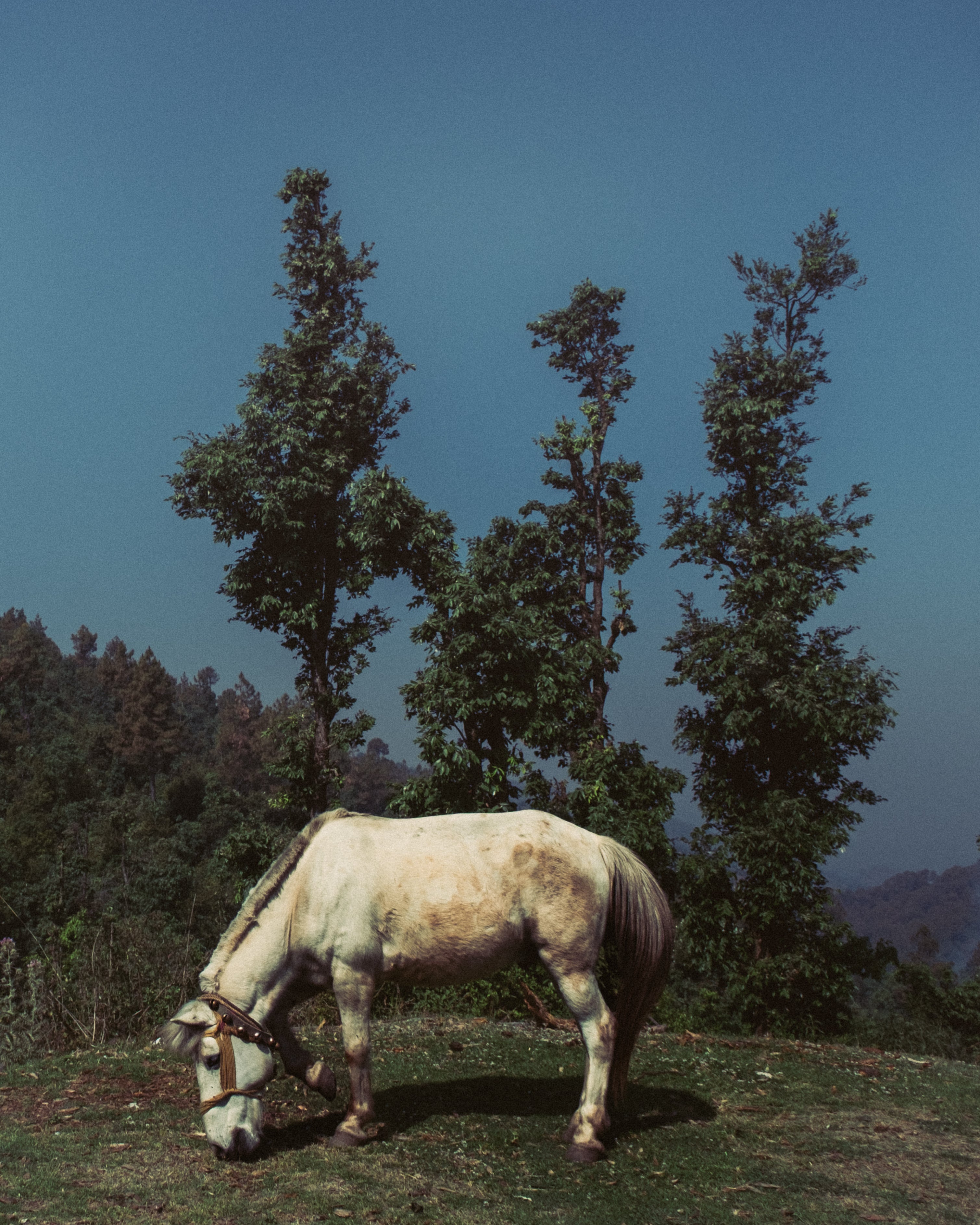 Harnoor Juneja - Uttarakhand