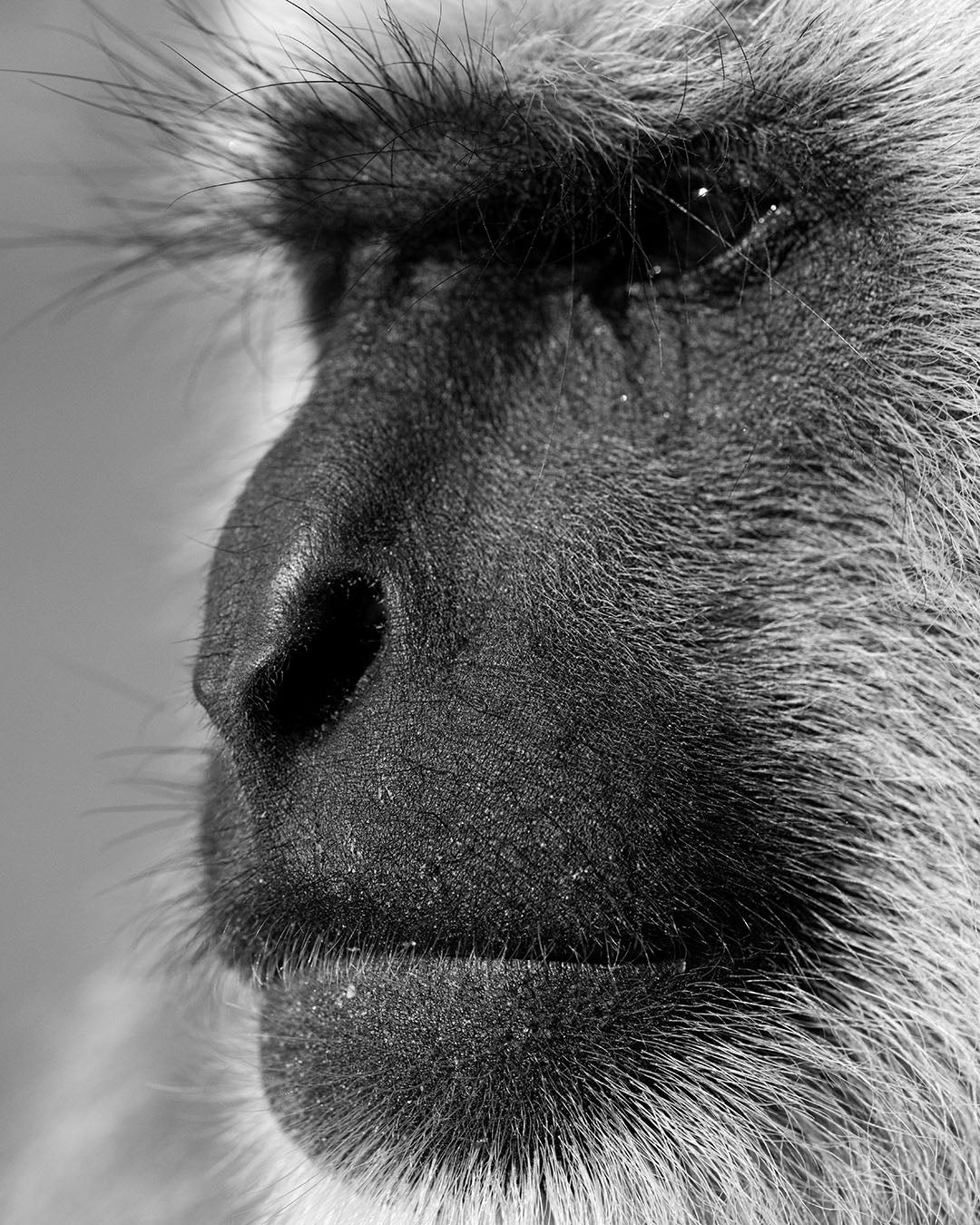 Raghav Goswamy - Langur Friend