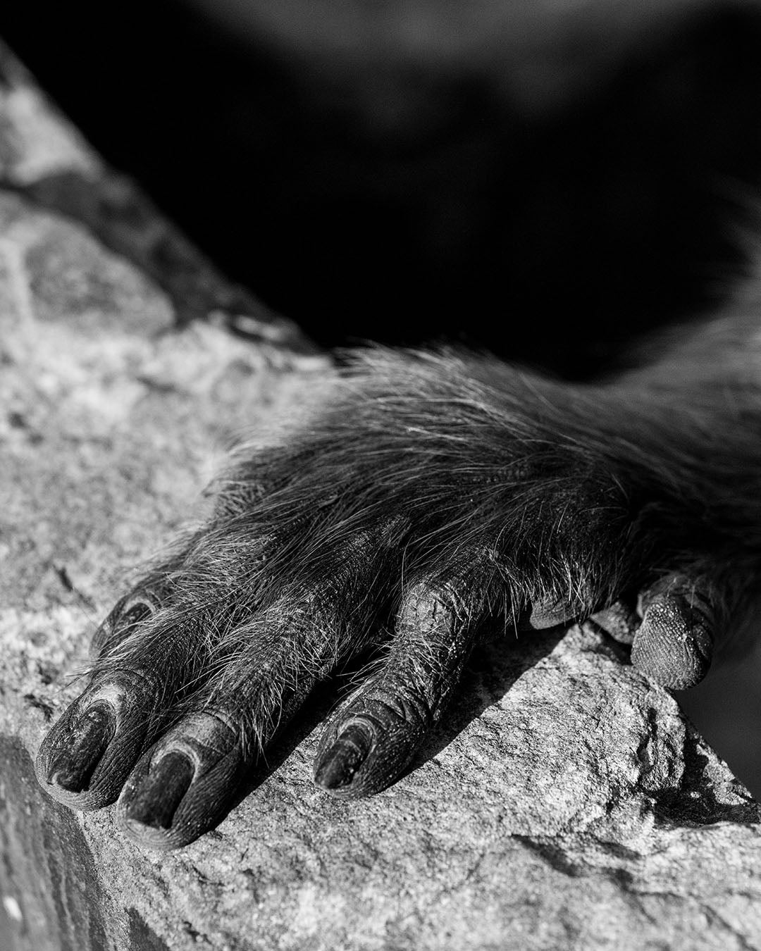 Raghav Goswamy - Langur Friend's Hand